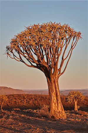 Quiver tree (Kokerboom) (Aloe dichotoma), Gannabos, Namakwa, Namaqualand, South Africa, Africa Photographie de stock - Rights-Managed, Code: 841-09086461
