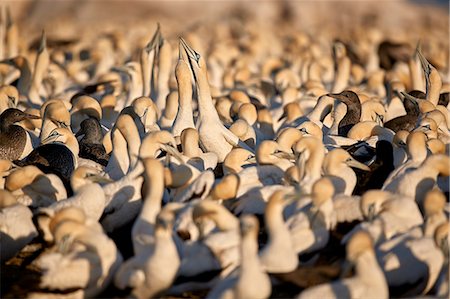 Cape Gannet (Morus capensis) colony, Bird Island, Lambert's Bay, South Africa, Africa Stock Photo - Rights-Managed, Code: 841-09086463