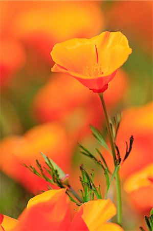 Poppy flowers, Malibu Creek State Park, Los Angeles, California, United States of America, North America Photographie de stock - Rights-Managed, Code: 841-09086519