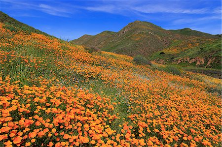 Poppies, Walker Canyon, Lake Elsinore, Riverside County, California, United States of America, North America Foto de stock - Con derechos protegidos, Código: 841-09086521