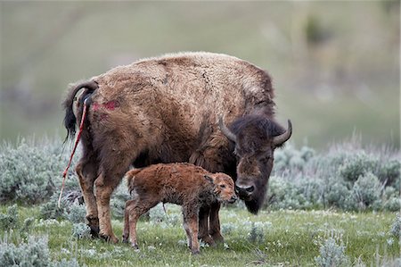 Bison (Bison bison) cow and newborn calf, Yellowstone National Park, Wyoming, United States of America, North America Photographie de stock - Rights-Managed, Code: 841-09108174