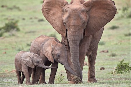 African Elephant (Loxodonta africana) mother and two young, Addo Elephant National Park, South Africa, Africa Stock Photo - Rights-Managed, Code: 841-09108178