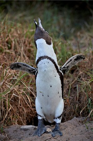 African Penguin (Spheniscus demersus) calling, Simon's Town, near Cape Town, South Africa, Africa Photographie de stock - Rights-Managed, Code: 841-09108172