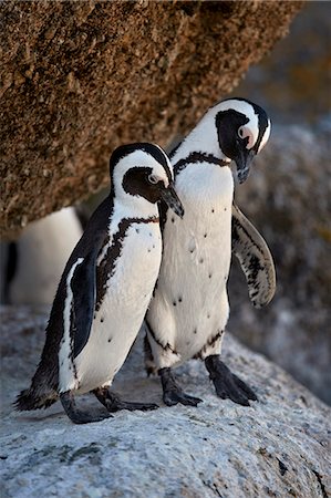 pingouin - African Penguin (Spheniscus demersus) pair, Simon's Town, near Cape Town, South Africa, Africa Photographie de stock - Rights-Managed, Code: 841-09108173