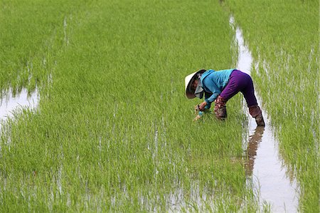 simsearch:841-05781248,k - Vietnamese farmer working in her rice field transplanting young rice, Hoi An, Vietnam, Indochina, Southeast Asia, Asia Stockbilder - Lizenzpflichtiges, Bildnummer: 841-09108204