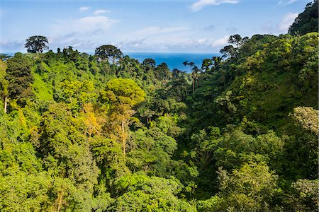 Jungle on the island of Bioko, Equatorial Guinea, Africa Stock Photo - Rights-Managed, Code: 841-09119184