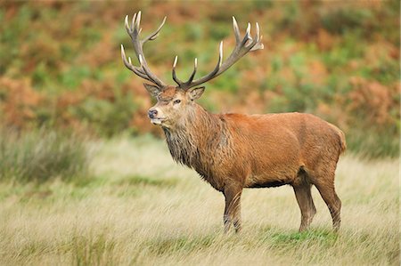 simsearch:841-06342377,k - Red deer stag, Richmond Park, Greater London, England, United Kingdom, Europe Photographie de stock - Rights-Managed, Code: 841-09119208