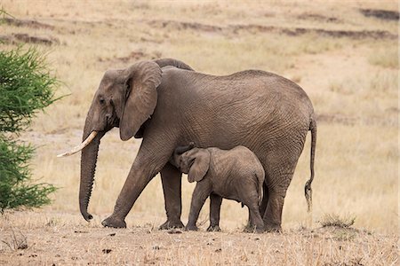 simsearch:841-08059456,k - A mother and baby elephant (Loxondonta africana) in Tarangire National Park, Manyara Region, Tanzania, East Africa, Africa Photographie de stock - Rights-Managed, Code: 841-09119278