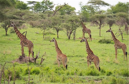 simsearch:851-02963293,k - A group of Masai giraffes (Giraffa camelopardalis) in Serengeti National Park, UNESCO World Heritage Site, Tanzania, East Africa, Africa Foto de stock - Con derechos protegidos, Código: 841-09119284