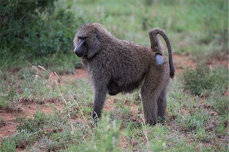 simsearch:841-07457439,k - A baboon in Serengeti National Park, Tanzania, East Africa, Africa Foto de stock - Con derechos protegidos, Código: 841-09119285