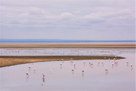sumpfgebiet - Flamingos on Lake Manyara in Lake Manyara National Park, Tanzania, East Africa, Africa Stockbilder - Lizenzpflichtiges, Bildnummer: 841-09119289