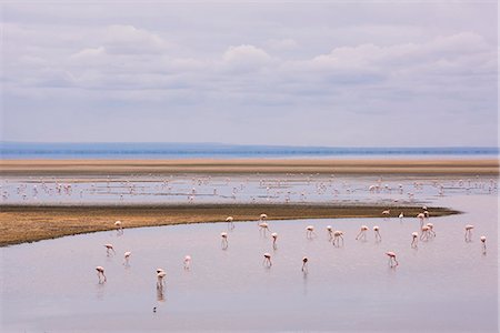 flamenco - Flamingos on Lake Manyara in Lake Manyara National Park, Tanzania, East Africa, Africa Foto de stock - Con derechos protegidos, Código: 841-09119289