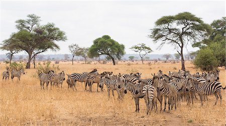 simsearch:851-02963293,k - Burchells zebras (Equus burchelli) in Tarangire National Park, Manyara Region, Tanzania, East Africa, Africa Foto de stock - Con derechos protegidos, Código: 841-09119283