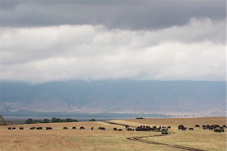 simsearch:841-08421398,k - Water buffalo around a safari vehicle in the Ngorongoro Crater, UNESCO World Heritage Site, Tanzania, East Africa, Africa Foto de stock - Con derechos protegidos, Código: 841-09119290