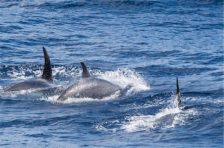 drei tiere - Adult Type D (sub-Antarctic) killer whale (Orcinus orca), surfacing in the Drake Passage, Antarctica, Polar Regions Photographie de stock - Rights-Managed, Code: 841-09135066