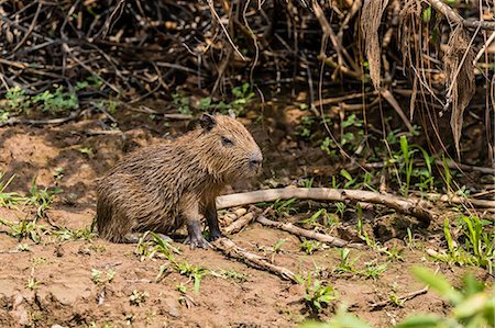 simsearch:841-09135103,k - A bay capybara (Hydrochoerus hydrochaeris), Porto Jofre, Mato Grosso, Pantanal, Brazil, South America Photographie de stock - Rights-Managed, Code: 841-09135074