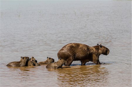 simsearch:841-09135101,k - Adult capybara (Hydrochoerus hydrochaeris), with young, Porto Jofre, Mato Grosso, Pantanal, Brazil, South America Photographie de stock - Rights-Managed, Code: 841-09135075