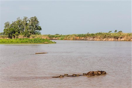simsearch:841-09135075,k - Adult capybara (Hydrochoerus hydrochaeris), with young, Porto Jofre, Mato Grosso, Pantanal, Brazil, South America Photographie de stock - Rights-Managed, Code: 841-09135076