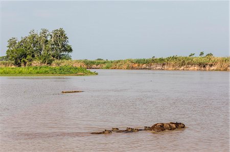 simsearch:841-09135107,k - Adult capybara (Hydrochoerus hydrochaeris), with young, Porto Jofre, Mato Grosso, Pantanal, Brazil, South America Stock Photo - Rights-Managed, Code: 841-09135076