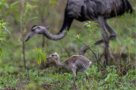 simsearch:841-09135110,k - An greater rhea chick (Rhea americana), Pousado Rio Claro, Mato Grosso, Brazil, South America Foto de stock - Con derechos protegidos, Código: 841-09135077