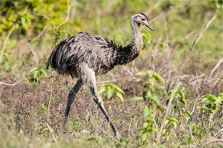 simsearch:841-09135107,k - An adult greater rhea (Rhea americana), Pousado Rio Claro, Mato Grosso, Brazil, South America Stock Photo - Rights-Managed, Code: 841-09135078