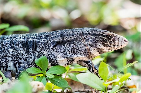 simsearch:841-09135075,k - An adult Argentine black and white tegu (Salvator merianae), Pousado Alegre, Mato Grosso, Brazil, South America Photographie de stock - Rights-Managed, Code: 841-09135079