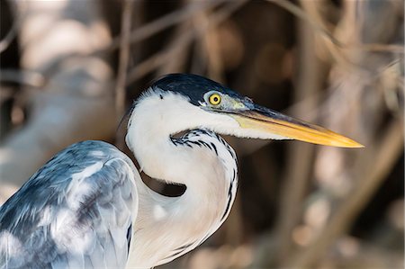 simsearch:841-08438608,k - An adult cocoi heron (Ardea cocoi), Porto Jofre, Mato Grosso, Pantanal, Brazil, South America Foto de stock - Con derechos protegidos, Código: 841-09135071