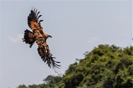 simsearch:841-09135075,k - An adult black-collared hawk (Busarellus nigricollis), in flight at Pousado Rio Claro, Mato Grosso, Brazil, South America Photographie de stock - Rights-Managed, Code: 841-09135072