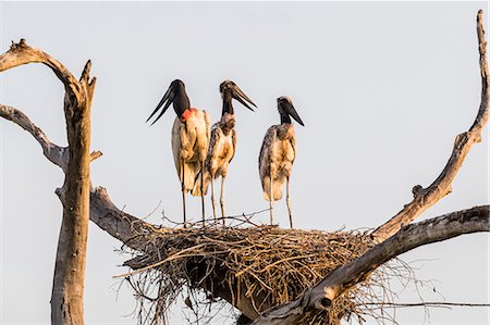 simsearch:841-09135075,k - An adult jabiru (Jabiru mycteria) with two chicks on a nest at Pousado Rio Claro, Mato Grosso, Brazil, South America Photographie de stock - Rights-Managed, Code: 841-09135085