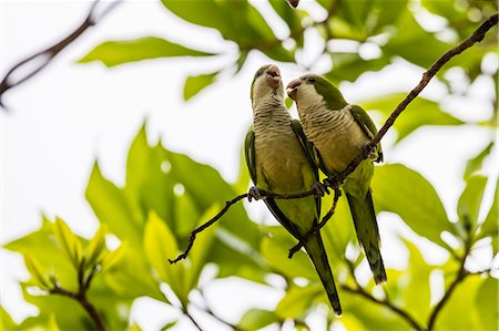 simsearch:841-09135100,k - A pair of monk parakeets (Myiopsitta monachus), Pousado Alegre, Mato Grosso, Brazil, South America Foto de stock - Con derechos protegidos, Código: 841-09135086