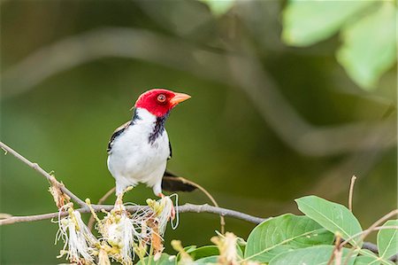 simsearch:6119-08351168,k - An adult yellow-billed cardinal (Paroaria capitata), Porto Jofre, Mato Grosso, Brazil, South America Stock Photo - Rights-Managed, Code: 841-09135088