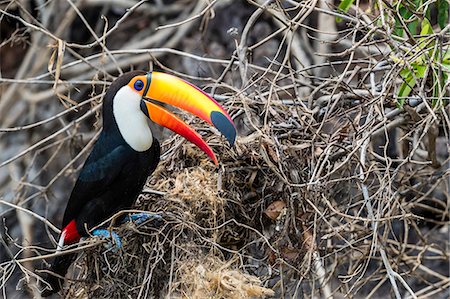 simsearch:841-09135075,k - An adult toco toucan (Ramphastos toco), raiding a nest near Porto Jofre, Mato Grosso, Brazil, South America Photographie de stock - Rights-Managed, Code: 841-09135089