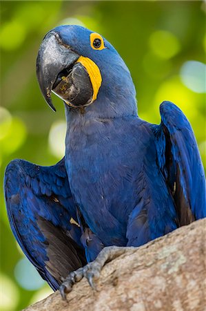 An adult hyacinth macaw (Anodorhynchus hyacinthinus), Porto Jofre, Mato Grosso, Brazil, South America Stock Photo - Rights-Managed, Code: 841-09135080