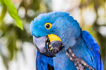 simsearch:841-09135079,k - An adult hyacinth macaw (Anodorhynchus hyacinthinus), Pousado Rio Claro, Mato Grosso, Brazil, South America Foto de stock - Con derechos protegidos, Código: 841-09135081