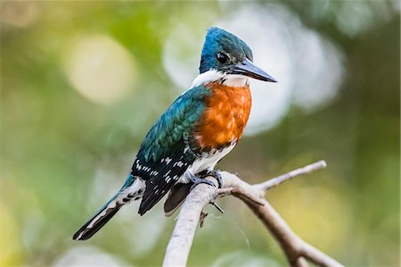 An adult male green kingfisher (Chloroceryle americana), Porto Jofre, Mato Grosso, Pantanal, Brazil, South America Stock Photo - Rights-Managed, Code: 841-09135082