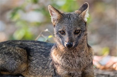 fox portrait - An adult crab-eating fox (Cerdocyon thous), Pousado Rio Claro, Mato Grosso, Pantanal, Brazil, South America Stock Photo - Rights-Managed, Code: 841-09135094