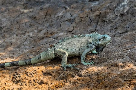 simsearch:841-09135075,k - An adult green iguana (Iguana iguana), Pousado Rio Claro, Mato Grosso, Pantanal, Brazil, South America Photographie de stock - Rights-Managed, Code: 841-09135095