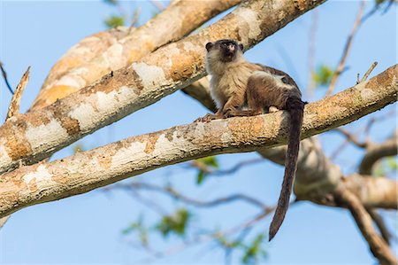 simsearch:841-09135090,k - An adult black-tailed marmoset (Mico melanurus), Pousado Rio Claro, Mato Grasso, Brazil, South America Foto de stock - Con derechos protegidos, Código: 841-09135096