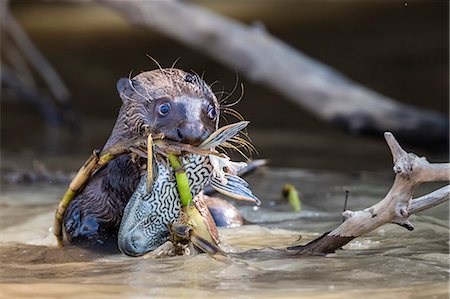 simsearch:841-09135071,k - Giant river otter (Pteronura brasiliensis), feeding near Puerto Jofre, Mato Grosso, Pantanal, Brazil, South America Stock Photo - Rights-Managed, Code: 841-09135098