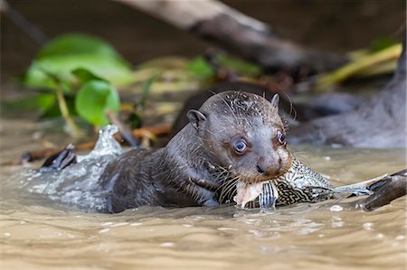 pteronura brasiliensis - Young giant river otter (Pteronura brasiliensis), feeding near Puerto Jofre, Mato Grosso, Pantanal, Brazil, South America Photographie de stock - Rights-Managed, Code: 841-09135099