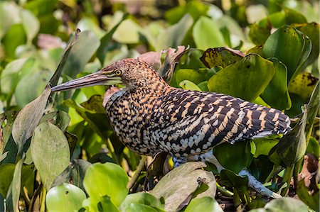 simsearch:841-09147488,k - A juvenile rufescent tiger heron (Tigrisoma lineatum), Pouso Alegre Fazenda, Brazil, South America Photographie de stock - Rights-Managed, Code: 841-09135091