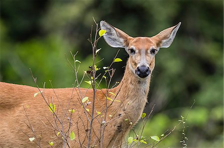 simsearch:841-09135075,k - Adult female marsh deer (Blastocerus dichotomus), Pousado Alegre, Mato Grosso, Brazil, South America Photographie de stock - Rights-Managed, Code: 841-09135092
