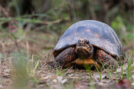 simsearch:6119-09073849,k - An adult red-footed tortoise (Chelonoidis carbonarius), Pousado Rio Claro, Mato Grasso, Brazil, South America Stock Photo - Rights-Managed, Code: 841-09135093