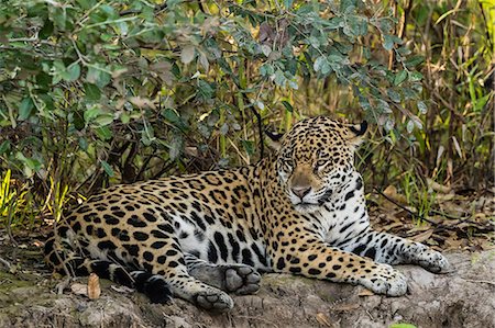 simsearch:841-09135103,k - An adult female jaguar (Panthera onca), resting on the riverbank, Rio Negro, Mato Grosso, Brazil, South America Photographie de stock - Rights-Managed, Code: 841-09135104