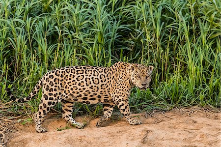 simsearch:841-09135101,k - An adult male jaguar (Panthera onca), on the riverbank of the Rio Cuiaba, Mato Grosso, Brazil, South America Photographie de stock - Rights-Managed, Code: 841-09135106