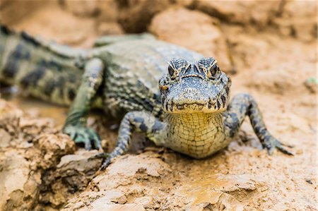 simsearch:841-09135075,k - A young yacare caiman (Caiman yacare) on the riverbank near Porto Jofre, Mato Grosso, Brazil, South America Photographie de stock - Rights-Managed, Code: 841-09135108