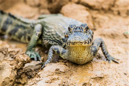 simsearch:841-08421109,k - A young yacare caiman (Caiman yacare) on the riverbank near Porto Jofre, Mato Grosso, Brazil, South America Foto de stock - Con derechos protegidos, Código: 841-09135108