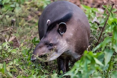 An adult South American tapir (Tapirus terrestris), Pousado Rio Claro, Mato Grosso, Brazil, South America Stock Photo - Rights-Managed, Code: 841-09135100