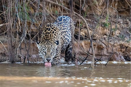 simsearch:841-09147488,k - An adult female jaguar (Panthera onca), on the riverbank of Rio Tres Irmao, Mato Grosso, Brazil, South America Photographie de stock - Rights-Managed, Code: 841-09135101