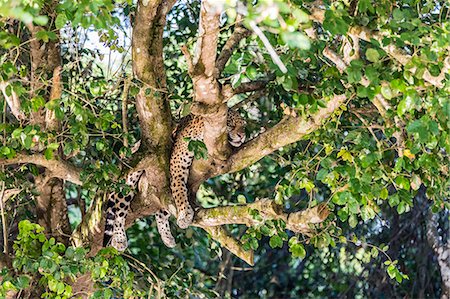 simsearch:841-09135073,k - An adult jaguar (Panthera onca), sleeping in a tree on the Rio Tres Irmao, Mato Grosso, Brazil, South America Foto de stock - Con derechos protegidos, Código: 841-09135102